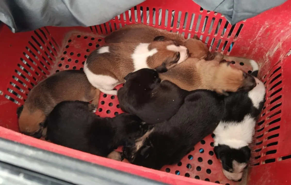 Bombeiros resgatam filhotes de cachorro em buraco após cadela dar à luz em Nossa Senhora do Socorro