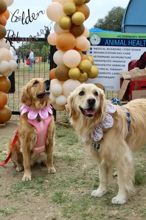 Gauteng set to glitter with gold as Golden Retriever Day returns