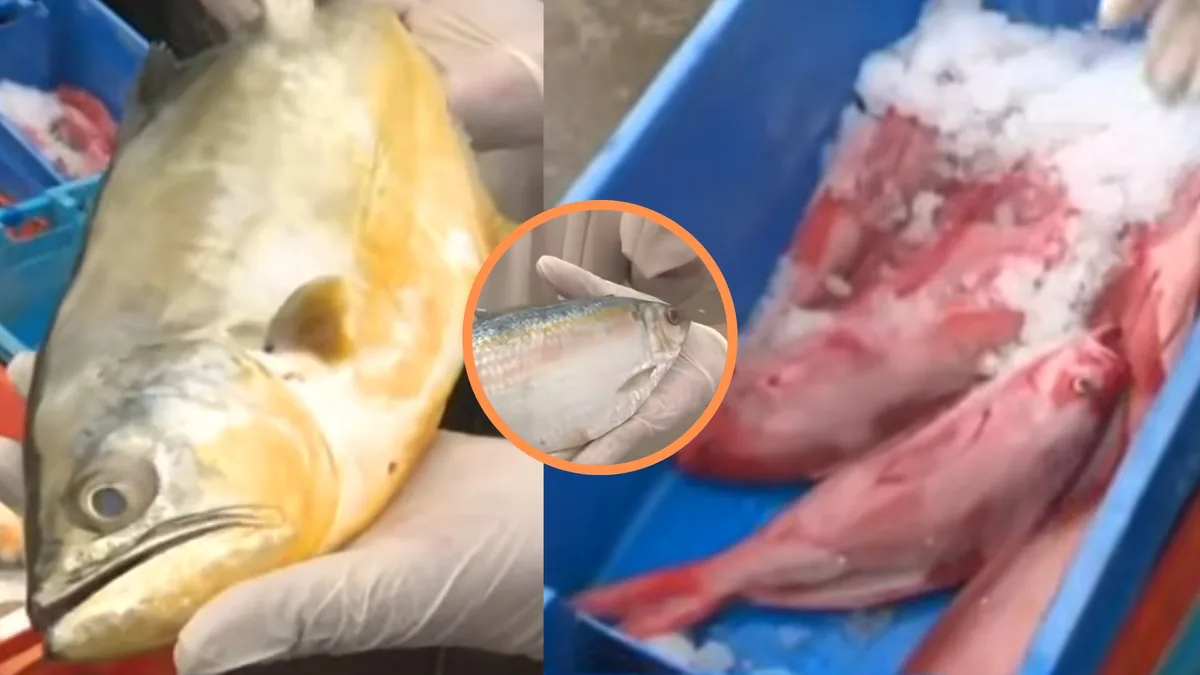 Nuevas especies de pescado llegan al Callao por el fenómeno de El Niño: conoce la señorita, el trapo y el machete de hebra