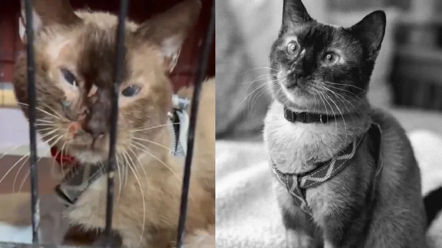 Falleció Félix, el gatito viral que sobrevivió 37 días bajo los escombros en La Guaira