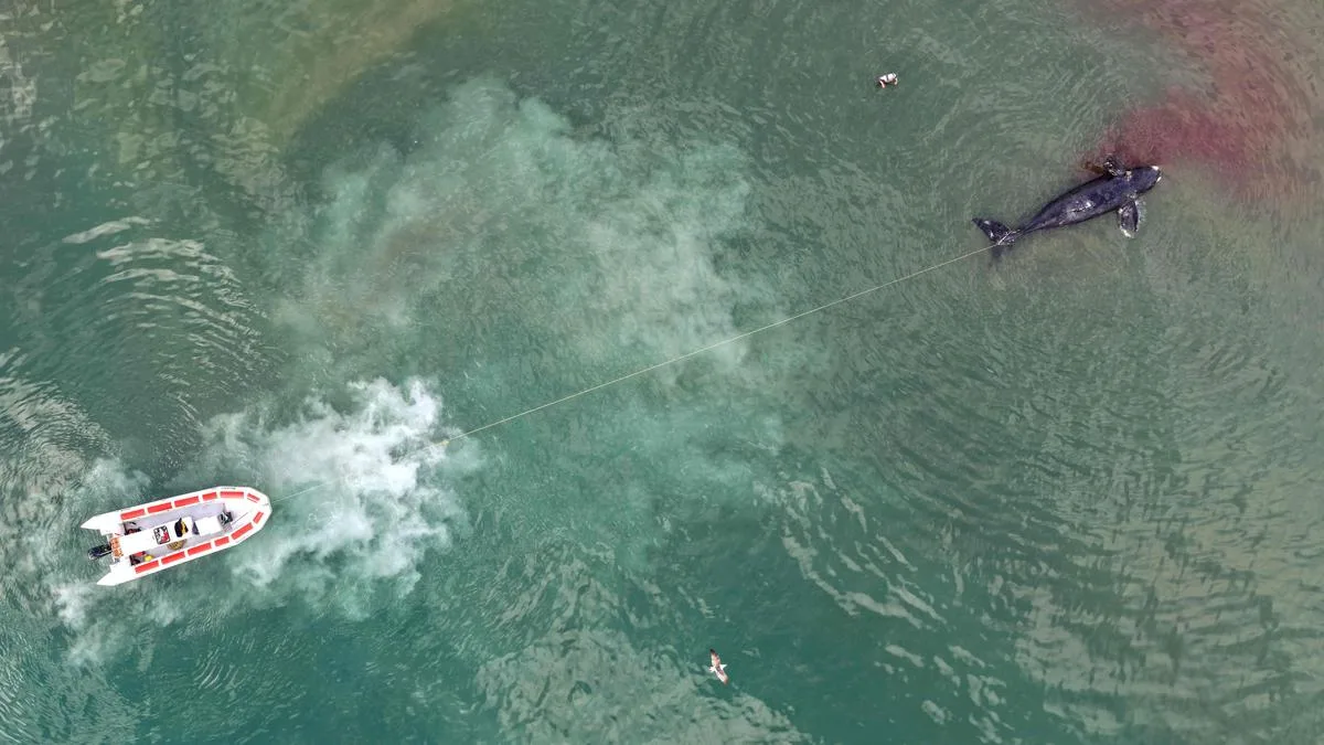 Scientists puzzled as baby whales wash up dead in Argentina