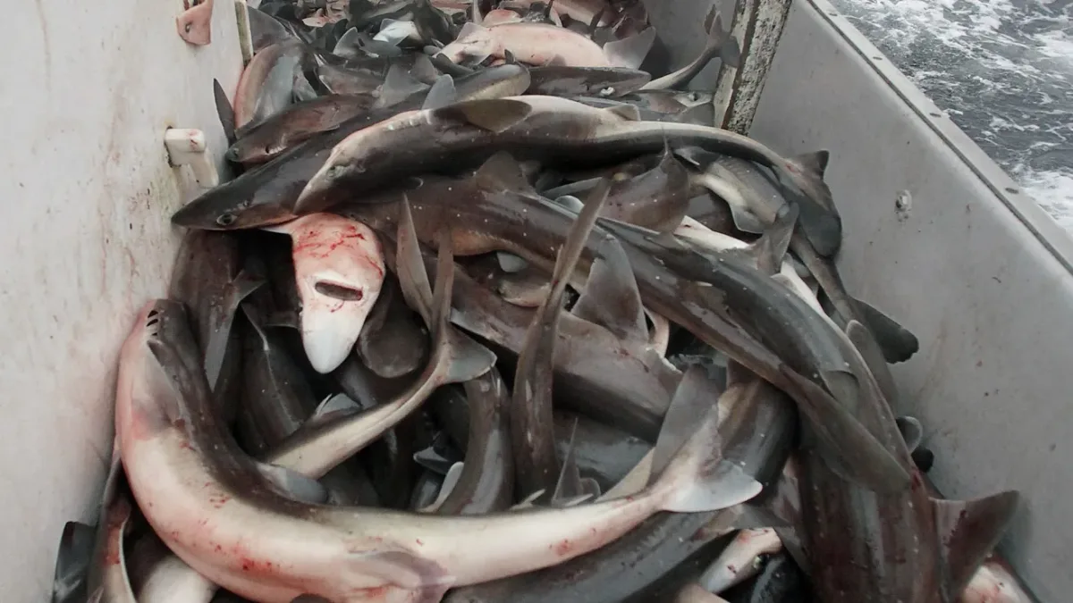 Misterio en Nueva Jersey: hallaron decenas de tiburones muertos en una playa