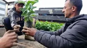 Entregan 10.000 plántulas de café a productores de Boconó