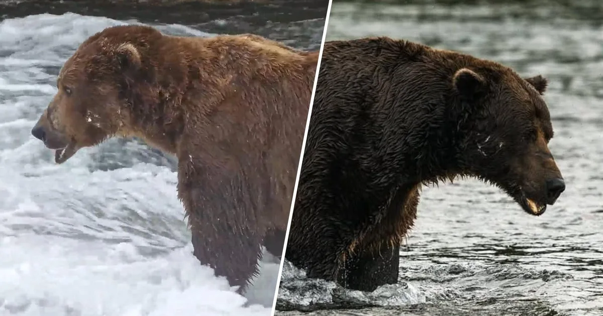 Fat Bear Week is here: Meet Backpack, Bucky and other chunky contenders