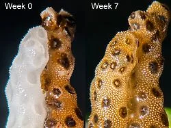 Zufallsfund im Labor: Berührung lässt gebleichte Korallen vollständig genesen