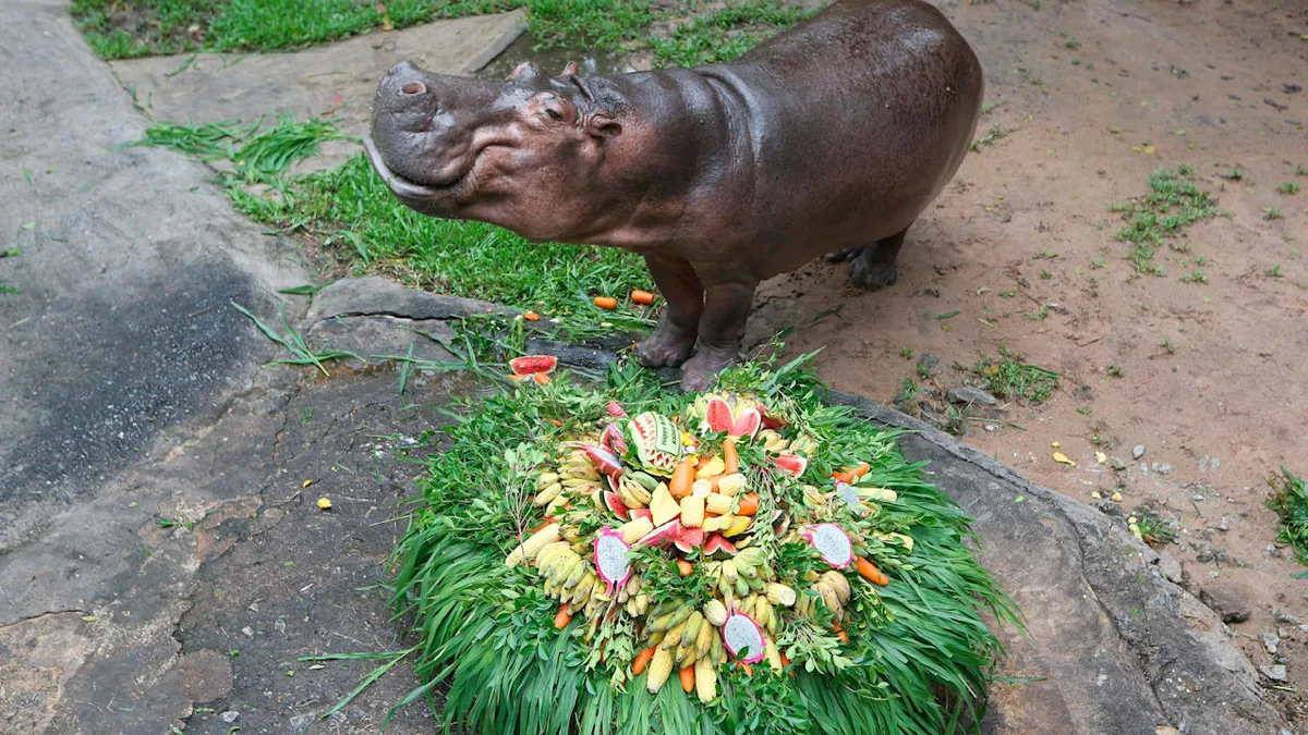 In Köln geboren - Ältestes Nilpferd der Welt feiert 61. Geburtstag