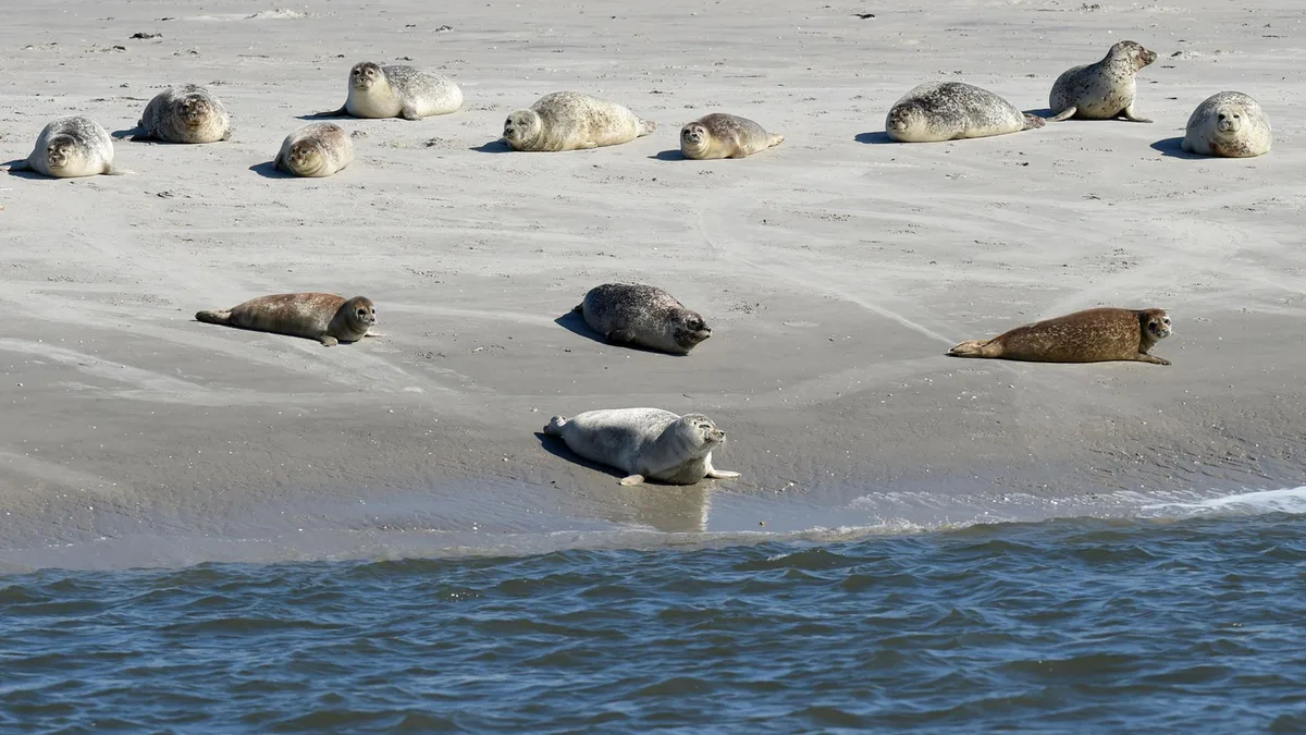 Ostsee - Wattenmeer: Bestand der Seehunde in Niedersachsen stabil