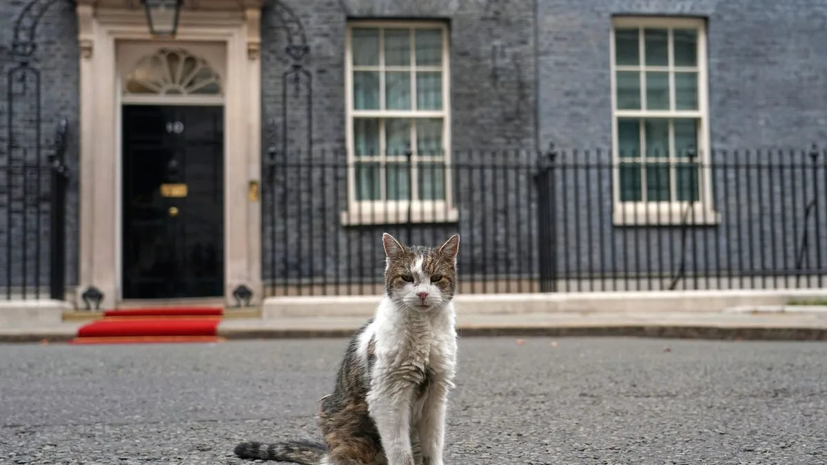 Chief Mouser: Downing-Street-Kater Larry erholt sich von Mini-OP