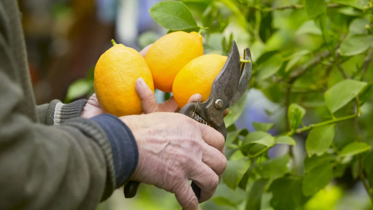 Ni todos los días ni una vez por semana: cada cuánto hay que regar el limonero para tener limones grandes en primavera