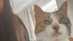 Cat missing for 10 years returns home on owner's 30th birthday