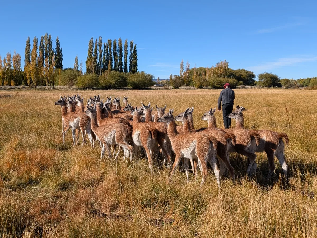 Eric Agustín y Mónica Reinsch manejan una estancia de 33.000 hectáreas, amansan guanacos y exportan su valiosa fibra a Italia
