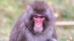 Monkey escapes from Highland Wildlife Park in Cairngorms