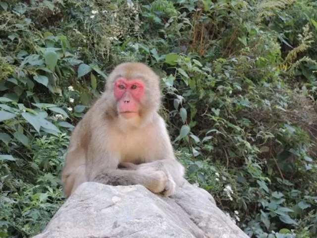 Town in Kanagawa struggling with violent gang of monkeys