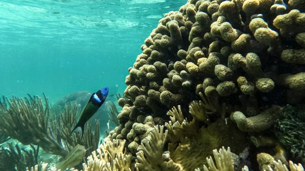 L'étude de coraux montre qu'El Niño s'intensifie avec le réchauffement climatique et inversement