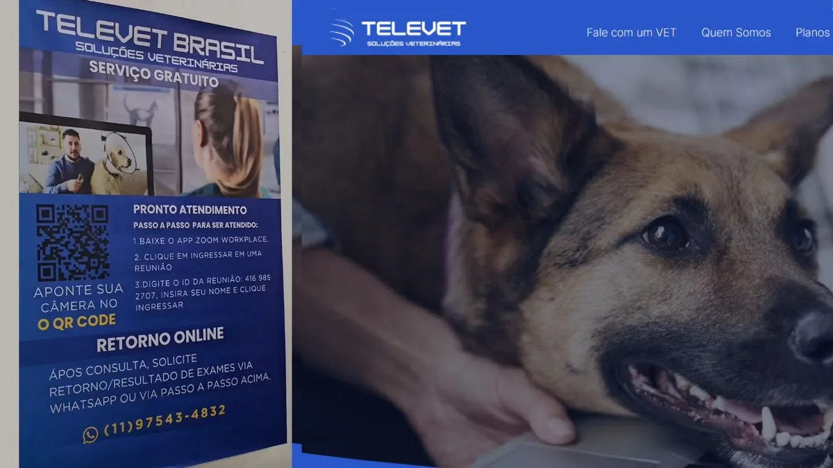 Hospital Veterinário de Natal oferece consultas on-line gratuitas para cães e gatos; saiba como acessar