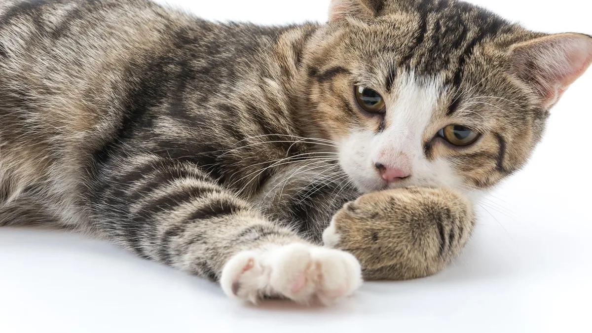 Los veterinarios coinciden: entre el 50% y el 90% de los gatos mayores de 4 años tienen algún tipo de enfermedad