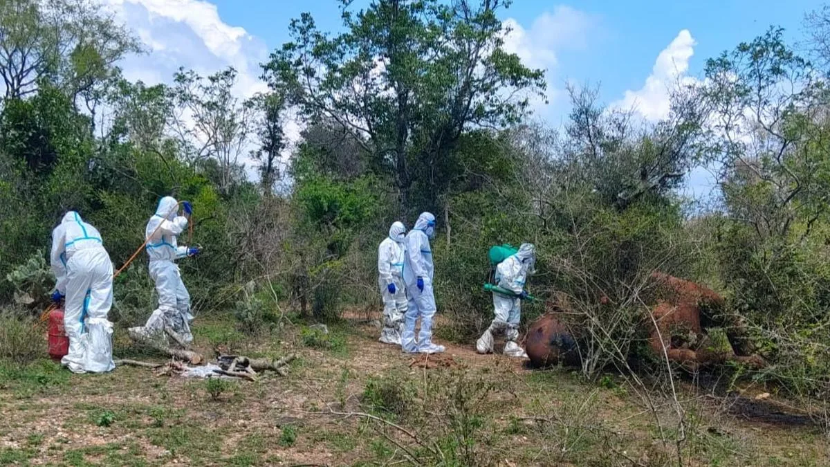 Anthrax infection kills female elephant in Coimbatore forest; carcass burnt