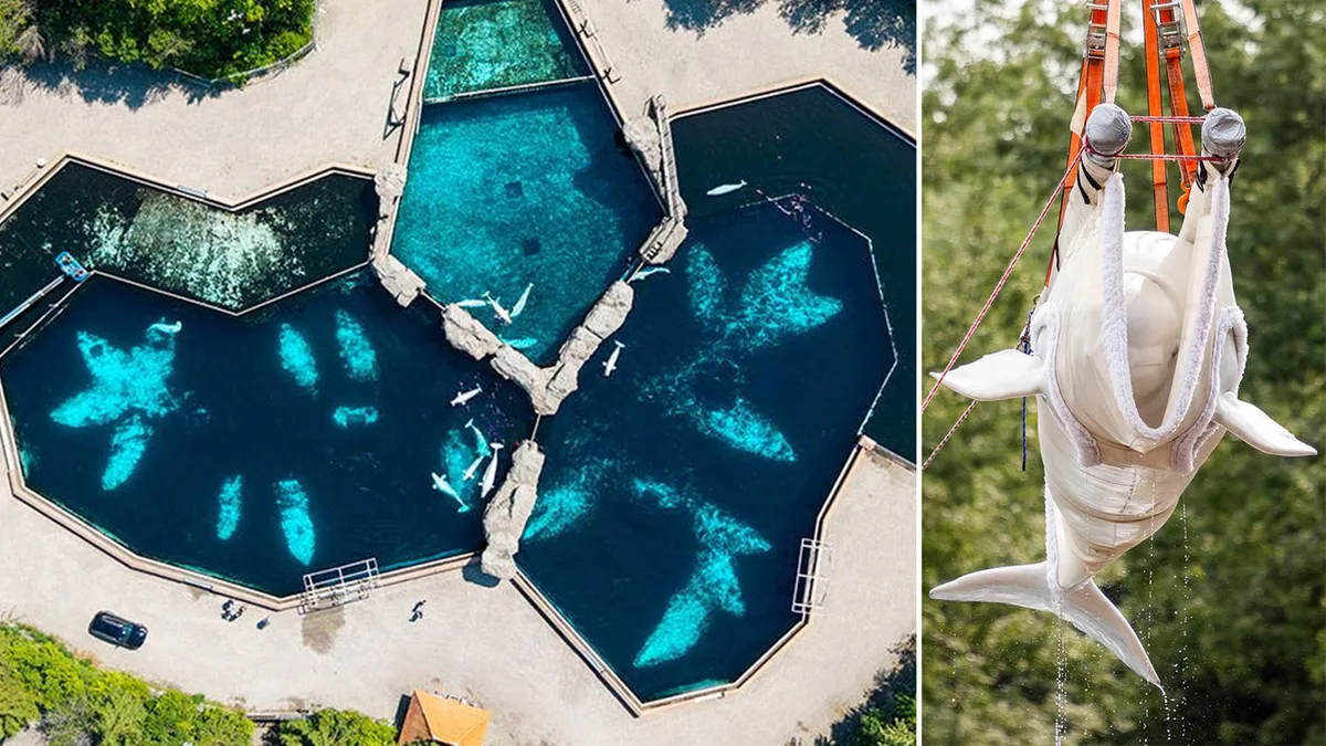 Einschläferung drohte: Belugas verwahrlosen in verlassenem Aquarium – nun werden sie ausgeflogen