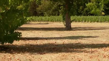 Les pelouses brûlées pourront-elles survivre à la sécheresse ?