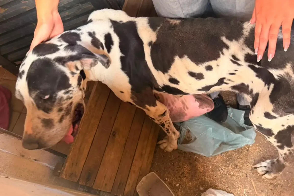 Cão privado de comida e dois jabutis são resgatados em casa na Vila Boa, em Goiânia