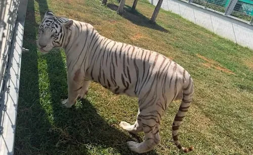 Aseguran 135 animales exóticos en peligro de extinción en Tamaulipas; monos araña y tigres de Bengala, entre la fauna rescatada