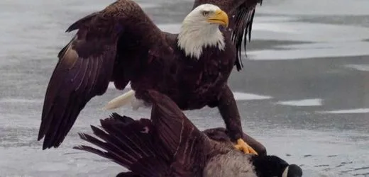 USA und Kanada: Weißkopfseeadler attackiert Kanadagans – Weißes Haus erntet Spott für Foto
