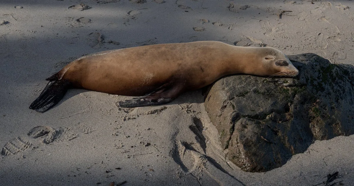 Man caught on video kicking sea lion pleads guilty, faces prison time