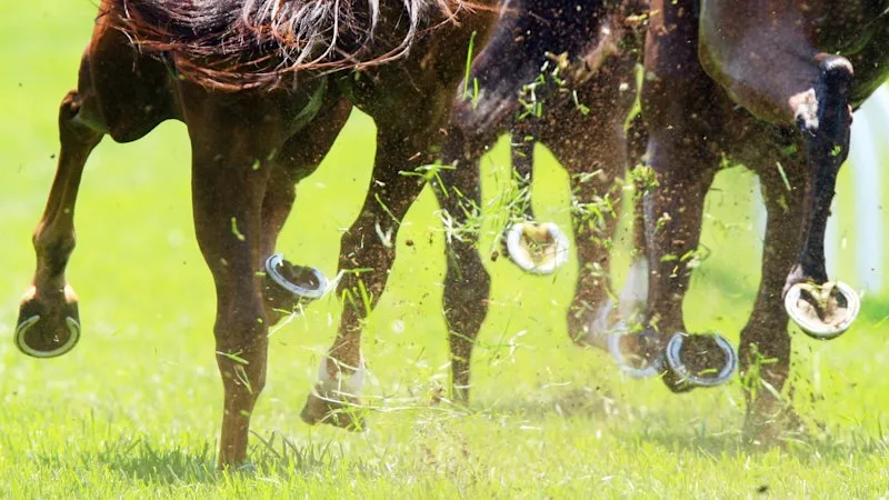 Trainer confident gelding will make his way through the grades