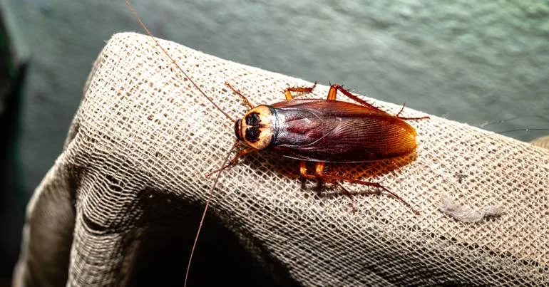 Sismos. Cientistas criam baratas ciborgue para salvar vidas