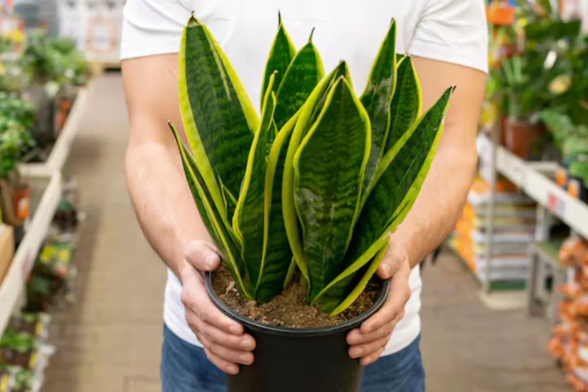 Los jardineros coinciden sobre poner sal gruesa en la tierra de la lengua de suegra