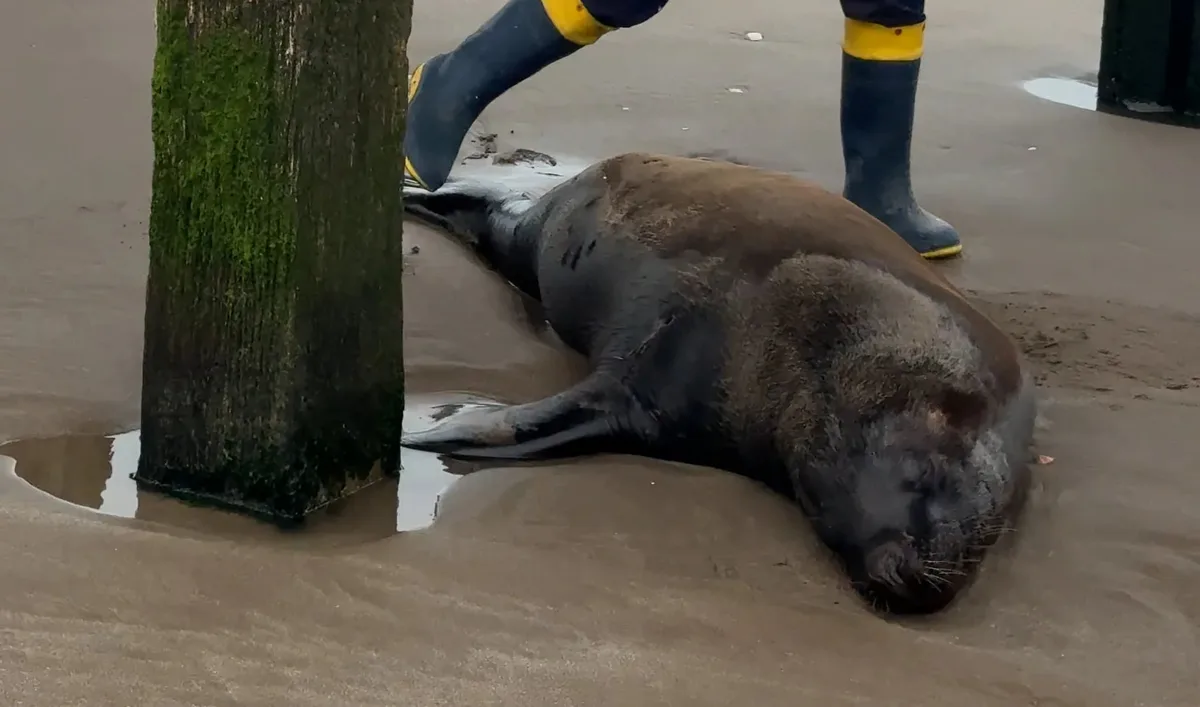 Encontraron un lobo marino con un disparo bajo el muelle de Santa Teresita y murió tras agonizar durante días