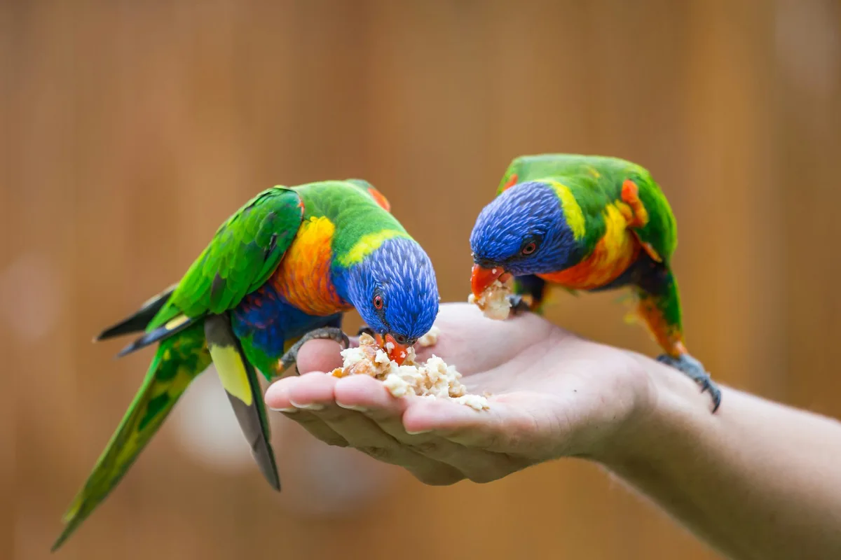Backyard bird feeding could be a bird flu ‘superspreader’. An expert explains
