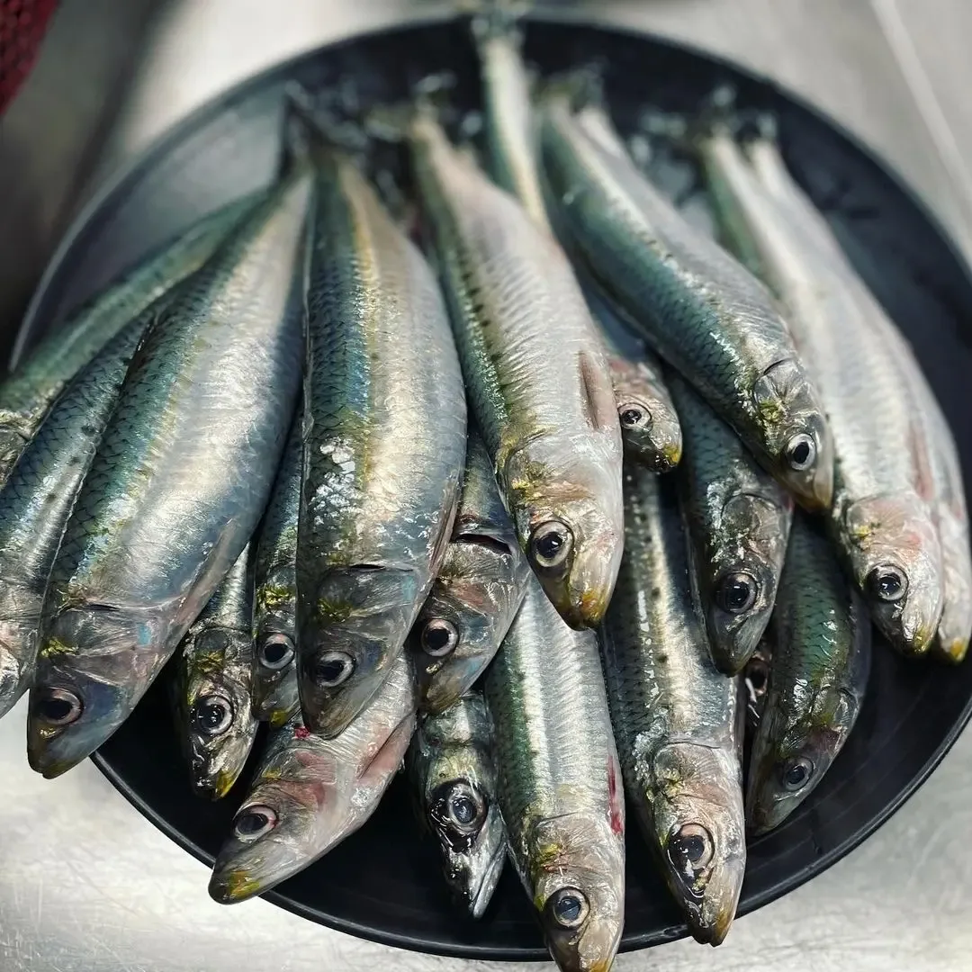 Sardine deaths: high levels of pilchard herpesvirus found in South African fish