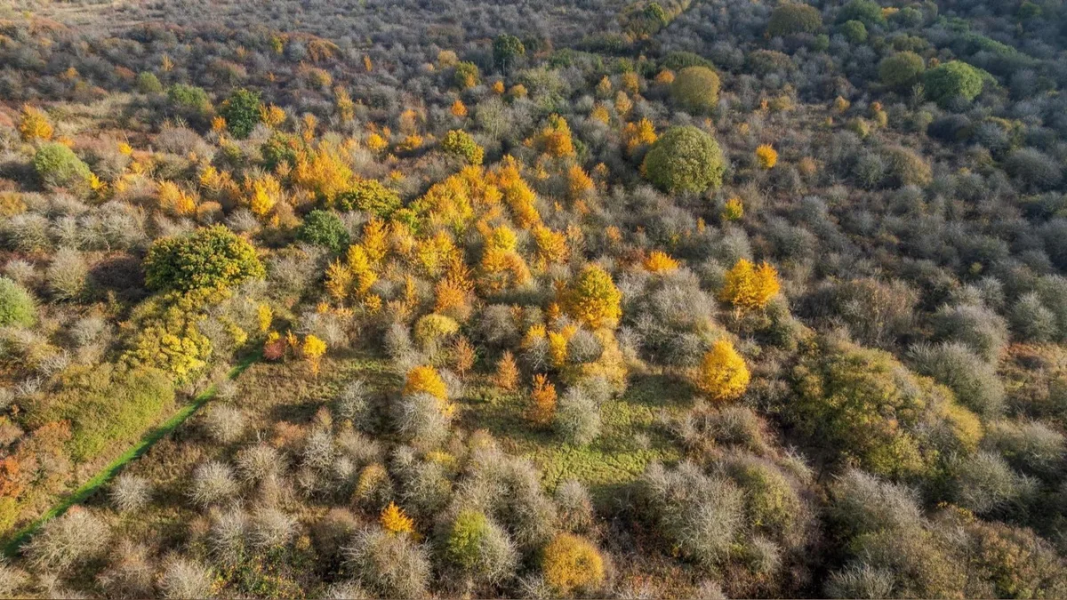 En 1988, un agricultor dejó de cultivar su granja de trigo de 152 hectáreas: 35 años después, es el ‘refugio inglés’ de fauna silvestre rara