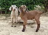 Animals in traveling petting zoo test positive for rabies... potentially putting hundreds at risk of exposure