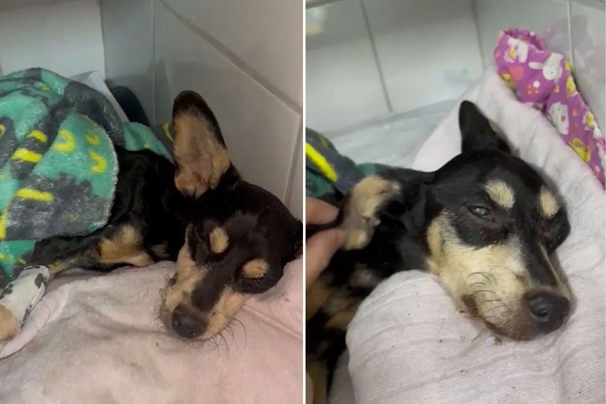 Cadela abandonada em estado grave morre durante anestesia para cirurgia