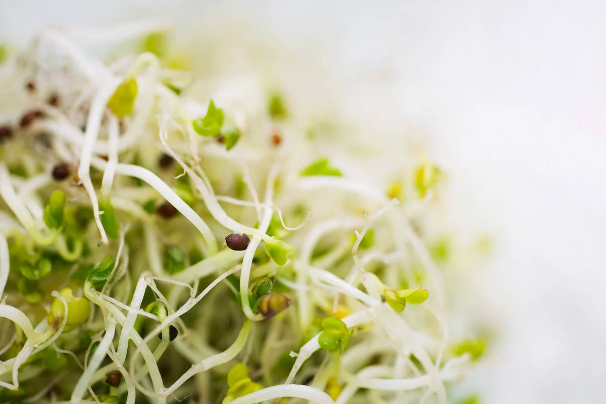 Alfalfa sprouts linked to dozens of illnesses from 2 different bacteria