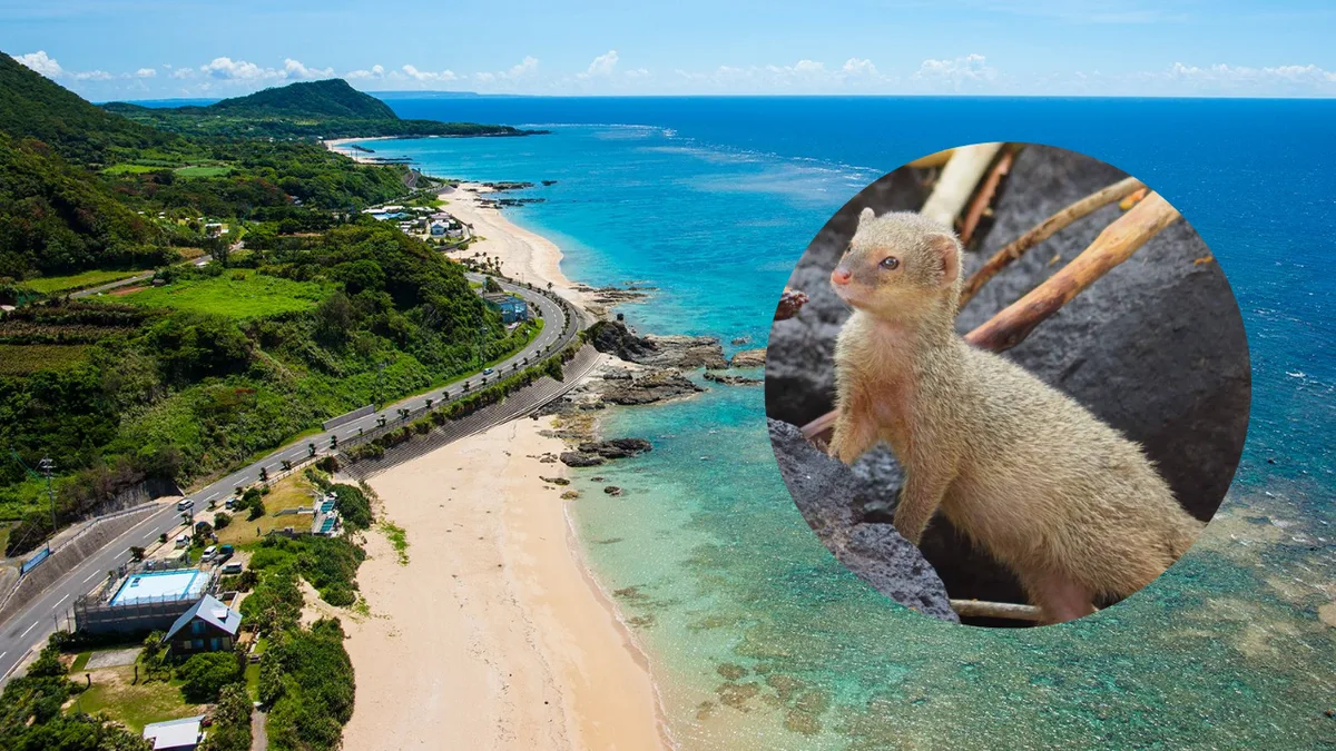 In 1979, about 30 mongooses were released on Japan’s Amami Oshima to control habu snakes