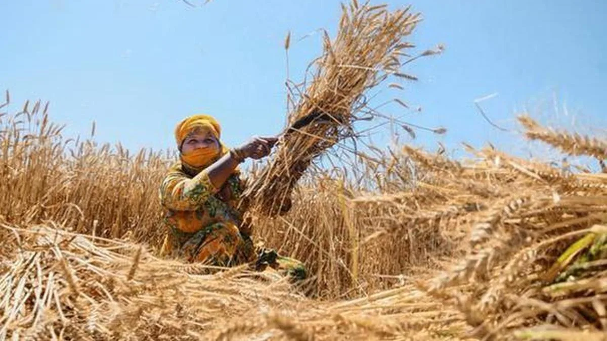 Fertiliser hoarding, black marketing to be curbed in rabi crop season in Rajasthan