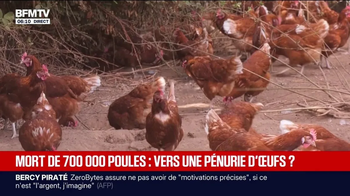Canicule: 700.000 poules sont mortes lors des vagues de chaleurs, la pénurie d'œufs possible ?