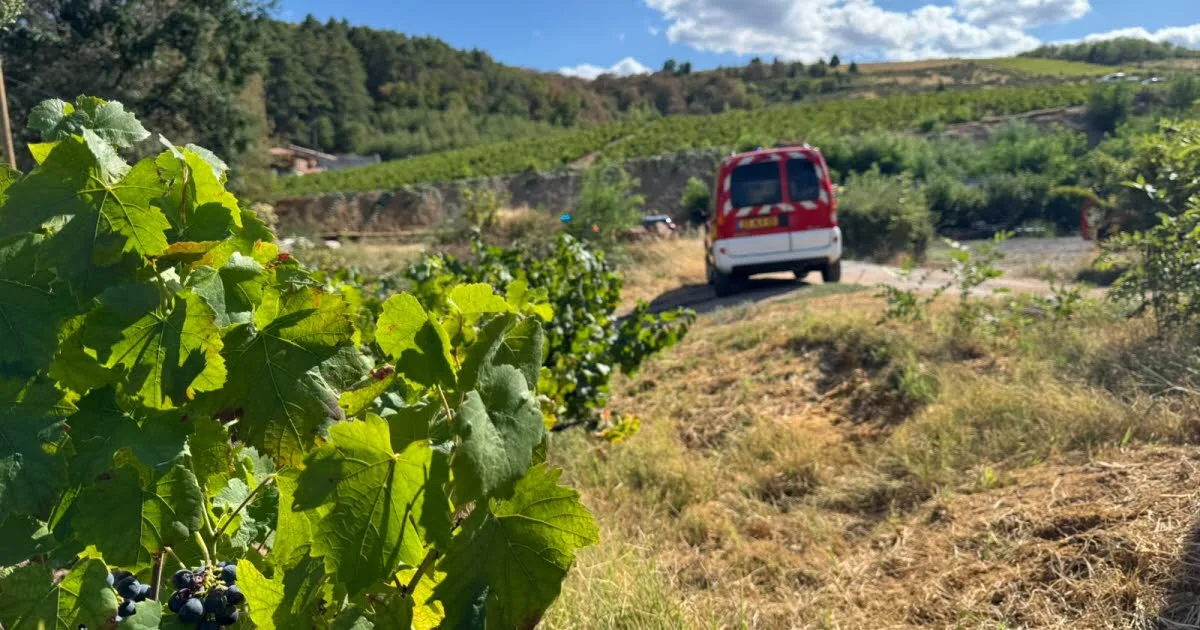 Rhône. Accident mortel pendant les vendanges dans le Beaujolais : les neuf blessés « hors de danger »