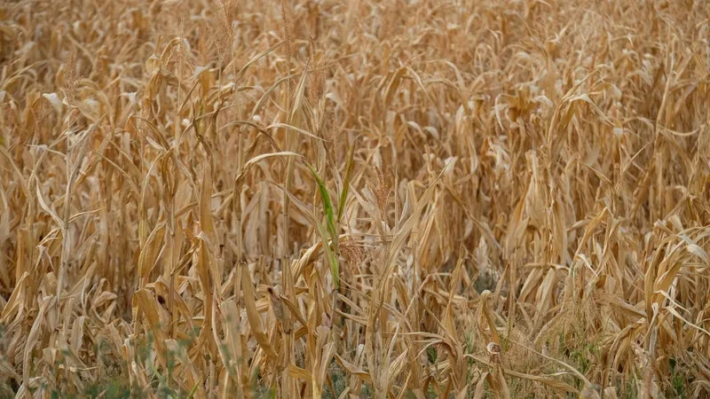 "Si l'État ne bouge pas, il va y avoir de la casse": avec les canicules successives, les producteurs de maïs en souffrance