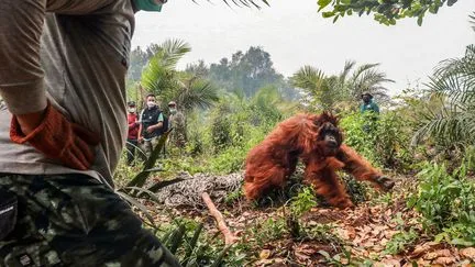 Des dizaines d'orangs-outangs ont été sauvés des incendies en Indonésie, selon plusieurs ONG