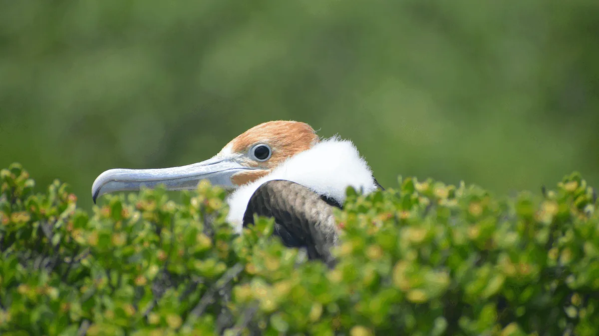 Ökologie: Warum Vogelkot Inseln retten kann