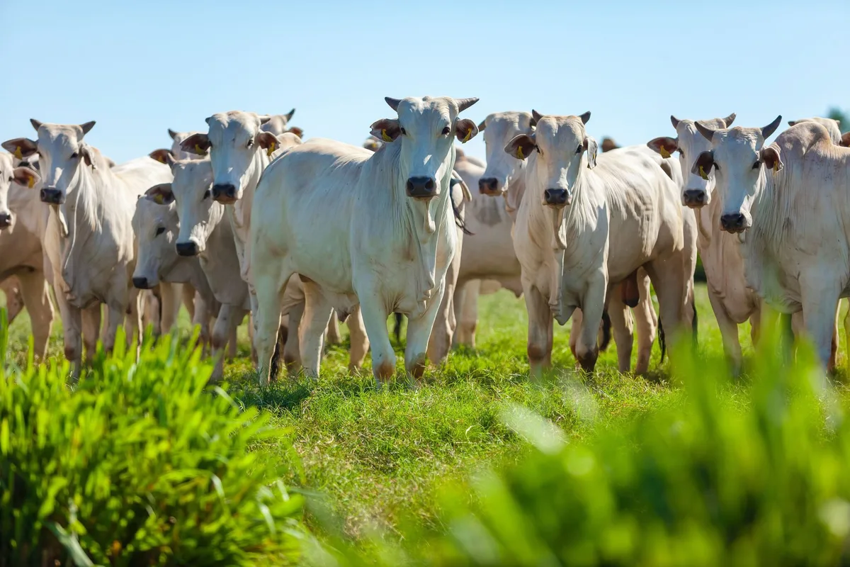 Antibiorésistance : l’Union européenne s’apprête à mettre son veto aux importations de viande brésilienne