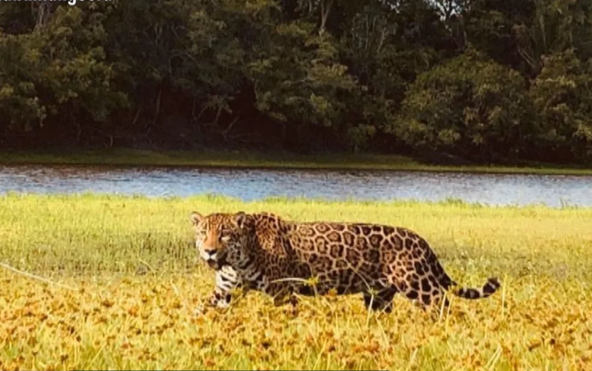 Estrela do Cerrado: Onça-pintada que atuou na novela Pantanal está esperando um filhote, diz instituto