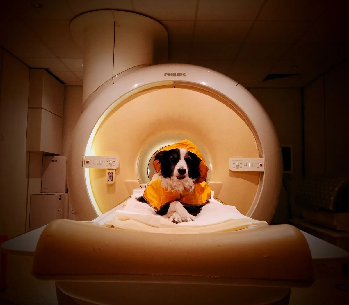 Can dogs read your facial expressions? It depends on your mood