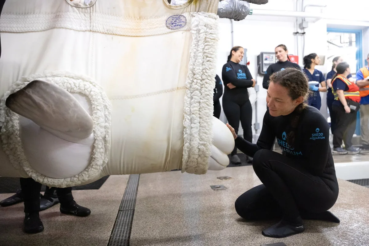 Beluga whale dies suddenly after being rescued from closed Canadian park