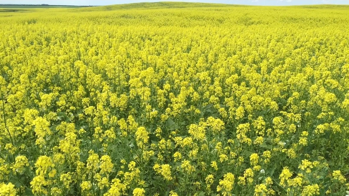 Canada leaving billions on the table by not processing more crops at home, new agri-food study says