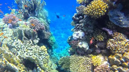 Pourquoi le réchauffement des océans est-il si important, y compris pour les pays enclavés comme la Suisse ?